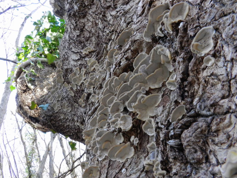 Bottoni ?? (Trametes versicolor)